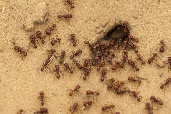 Ants: Diversity & Lifestyle