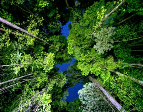 Earth 23 Forest Canopy